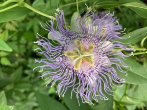 Passion Flower