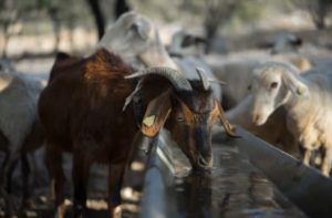 goats drinking from trough