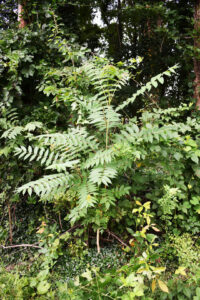 Photo of tree-of-heaven in a forested setting.
