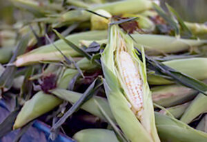 submitted photo of a sweet corn harvest copy
