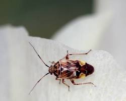 tarnished plant bug on a cotton flower