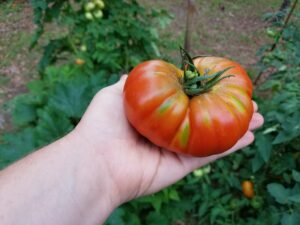 tomato_Photo by Amanda Bratcher