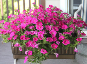 Cover photo for 2025 Haywood Gardener: Learn to Grow Series