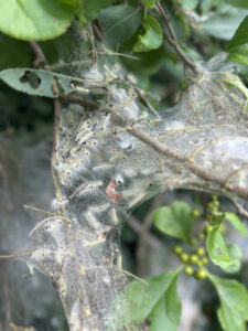 Cover photo for Pest Alert - Common Insect Pests of Landscapes and Gardens