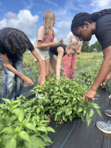 3 youth in a garden harvesting cucumbers