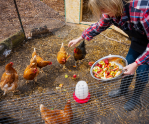 Backyard Chicken Flock