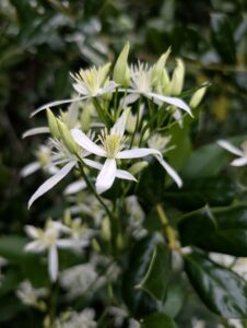 Clematis terniflora flower_Photo by Amanda Bratcher (1)