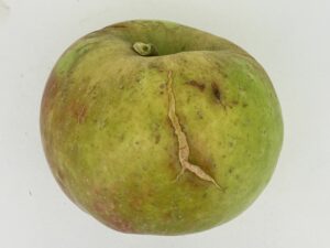 Cover photo for 2025 Apple Maturity Pilot Program [08.06.25]