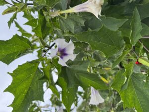 Jimson Weed
