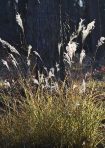 Picture of miscanthus sinensis seedheads and growth form.