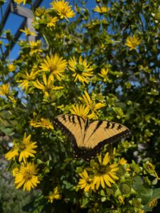Swallowtain on a sunflower_Amanda Bratcher (1)