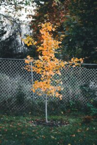 tree planted in the fall