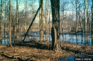 Flooded forest floor with standing water around tree trunks
