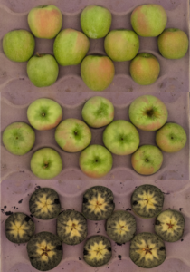 Cover photo for 2025 Apple Pilot Maturity Program [9.17.25]
