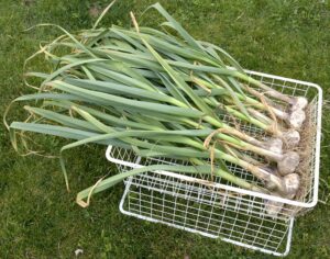 freshly harvested soft neck garlic