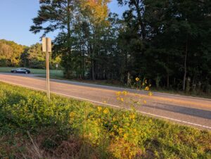 Ditch Daisy by Amanda Bratcher