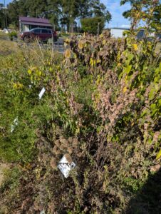 Drought Plants - Photo by Amanda Bratcher