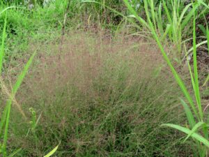 Eragrostis spectabilis_Gail Griffin