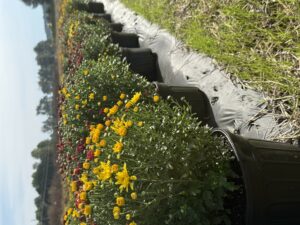 Cover photo for Support Montgomery County 4-H at Our Mum Sale September 30th