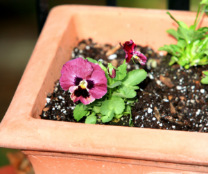 Pansy in container