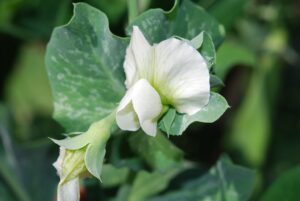 Austrian winter pea flower