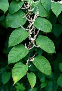 Photo of alternative heart-shaped leaves with white flower spikes that are 4-6" long borne on red stems characteristic of Japanese knotweed.