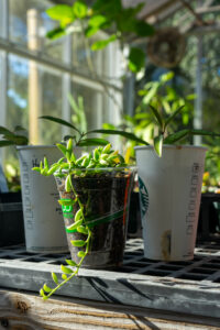 Give single-use plastics a second life as starter pots for you propagations!