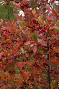 Cover photo for The Science Behind Fall Color