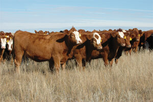 replacement heifers