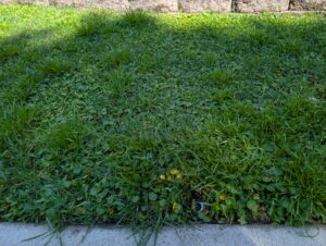 Excess irrigation, due to a leaking sprinkler head, has contributed to Dollarweed taking over this patch of turf. Photo courtesy of Madeline Maynard