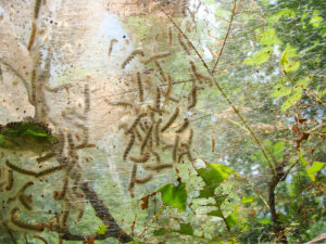 Fall webworm_U of Arkansas System Division of Agriculture photo by Mary Hightower
