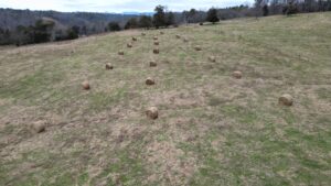 Hay bales set out in the pasture.