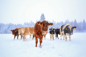 Cover photo for Getting Ready for Winter With Livestock