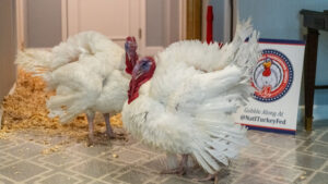 Gobble and Waddle, two large white turkeys, stand together inside a Washington, D.C., hotel room with wood shavings on the floor and a National Thanksgiving Turkey Federation sign in the background.