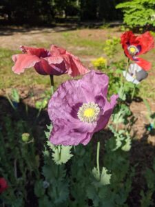 Poppies Photo by Amanda Bratcher